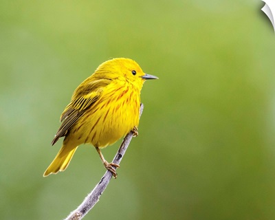 Yellow warbler perched during spring time