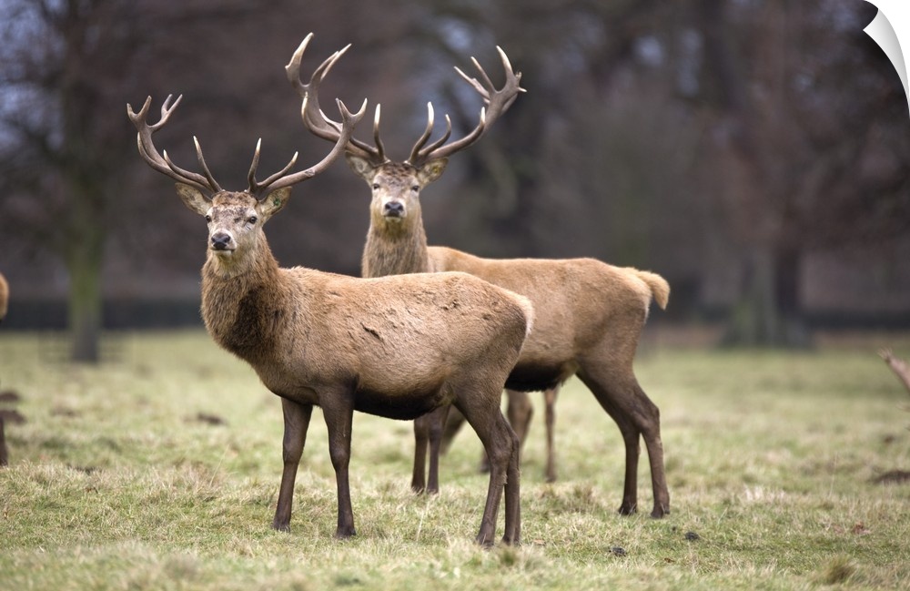 Yorkshire, England, Deer Standing In A Field