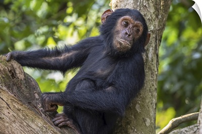Young Chimpanzee Resting, Mahale Mountains National Park, Lake Tanganika, Tanzania