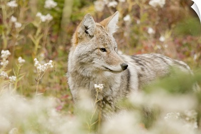 Young Coyote In A Forest; Alberta, Canada