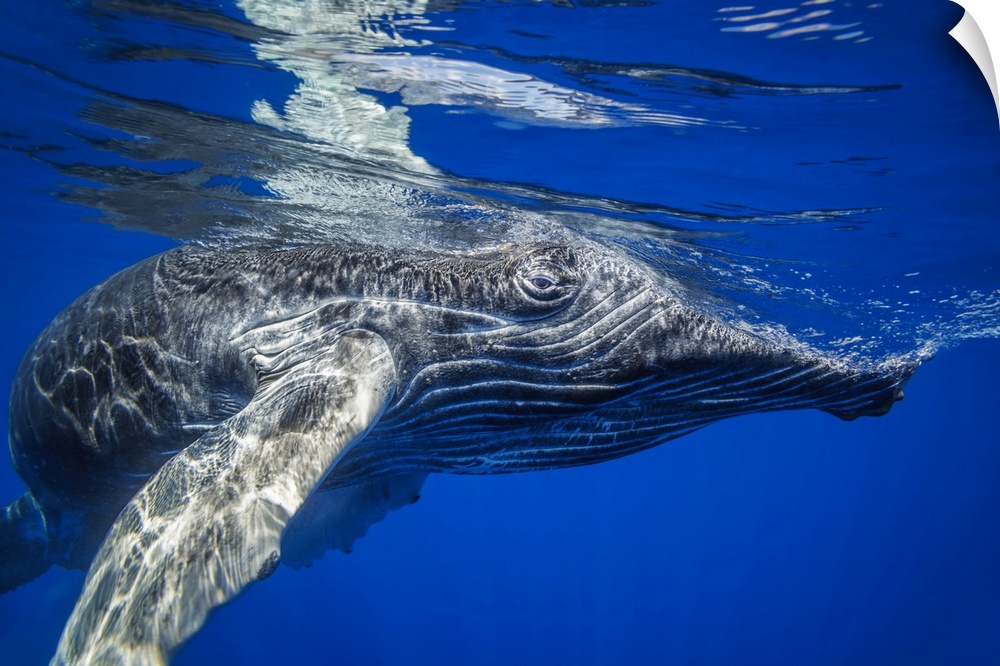 Young humpback whale (megaptera novaeangliae) underwater. Hawaii, united states of America.