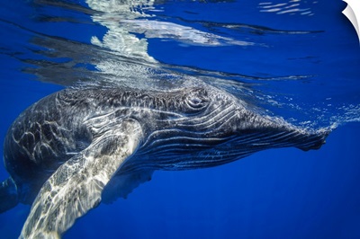 Young Humpback Whale (Megaptera Novaeangliae) Underwater, Hawaii