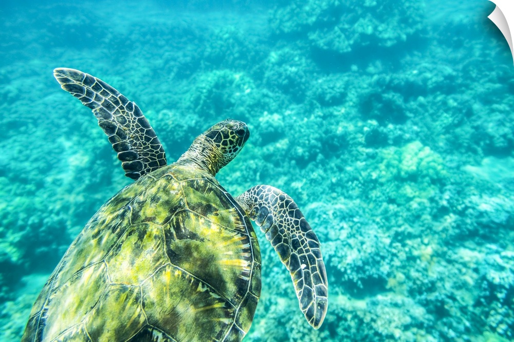 A young sea turtle (Chelonia mydas) swims underwater; Maui, Hawaii, United States of America