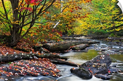 Fall Along The Madawaska River
