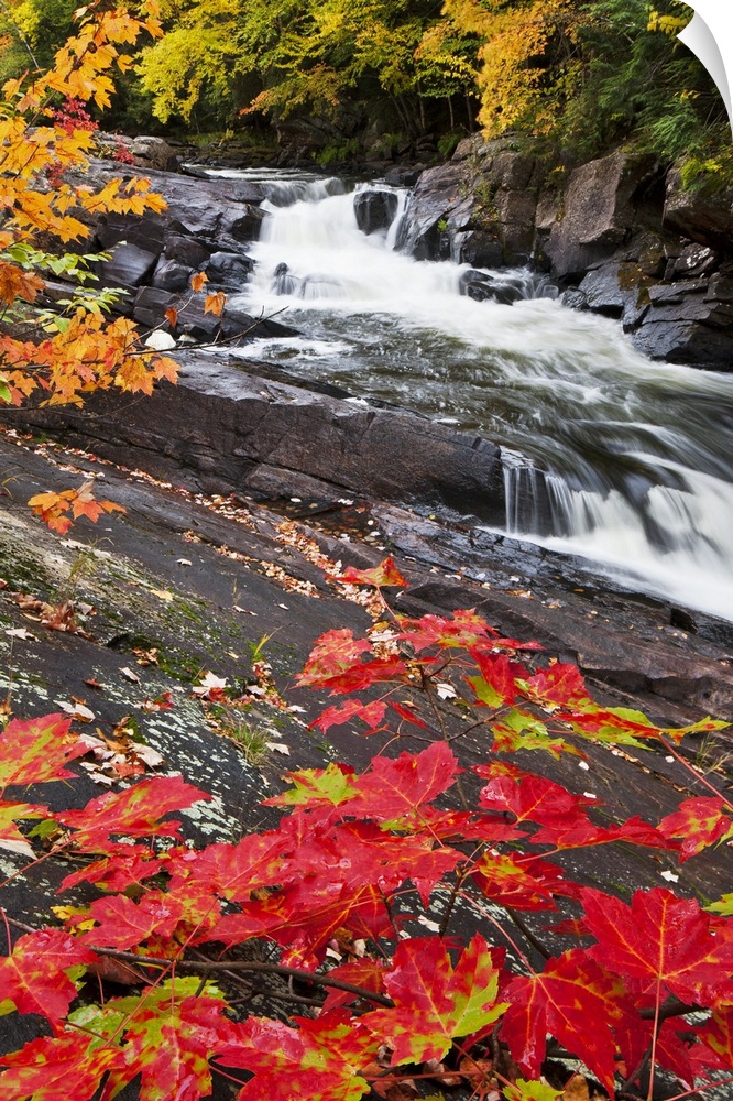 Tall canvas photo of water rushing down a rocky river surrounded by fall foliage.