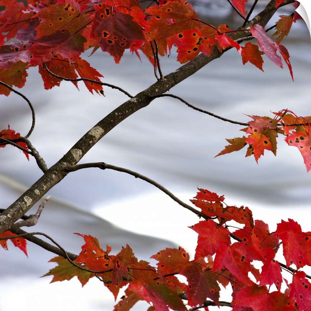 Bright red maple leaves hanging over a rushing river.