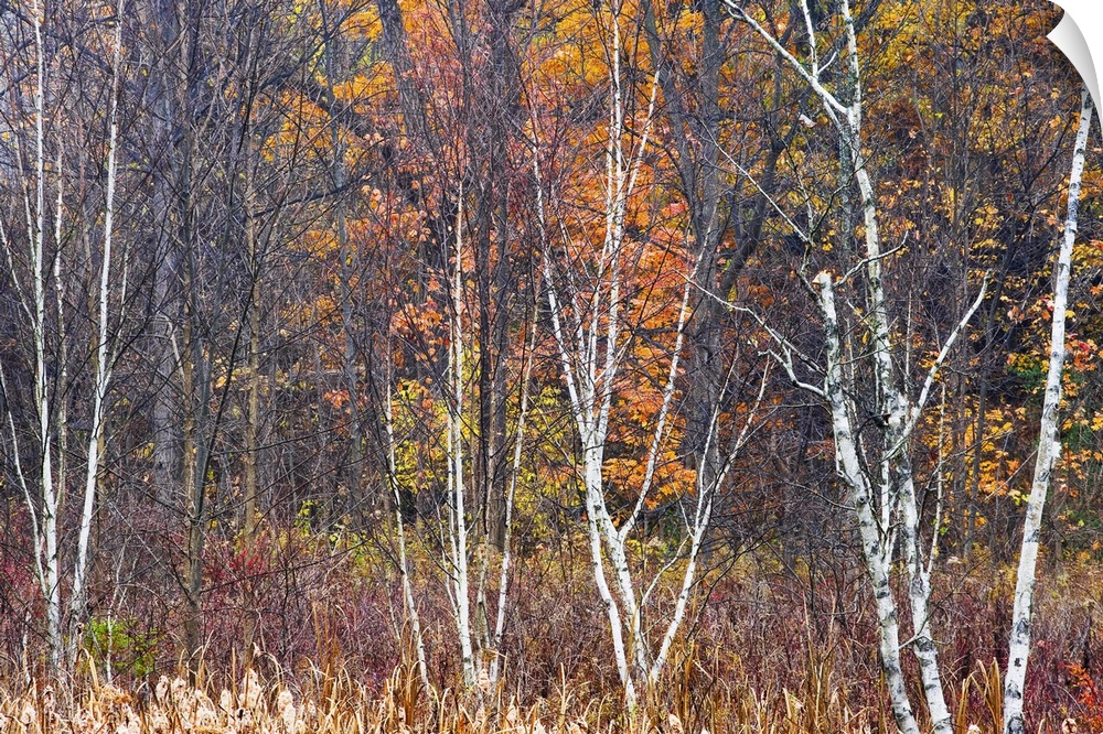 Bare trees during the autumn are photographed in tall grass with fall colors behind them.