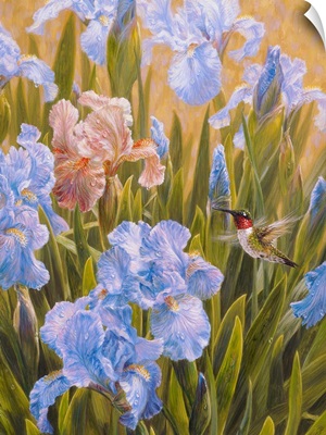 A Summers Dream - Hummingbird And Irises