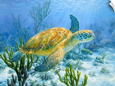 Ancient Mariner - Green Sea Turtle