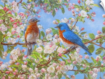 Blossom Festival - Eastern Bluebirds