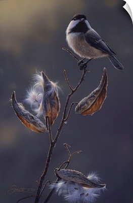 Chickadee In Milkweed