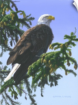 Eagle in Pine