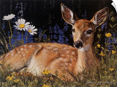 Fawn In Daisies