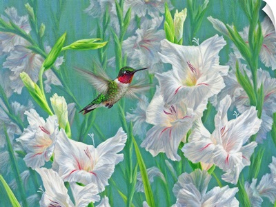 Garden Dance - Hummingbird And Gladiola V