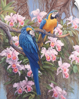 Jungle Majesty - Blue And Gold Macaws