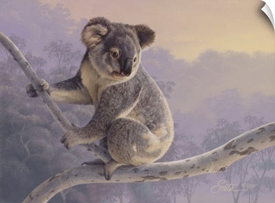 Morning Light - Koala