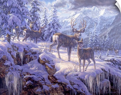 Mountain Light - Mule Deer