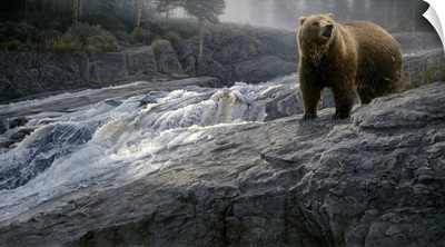 Rocky Cascade - Grizzly