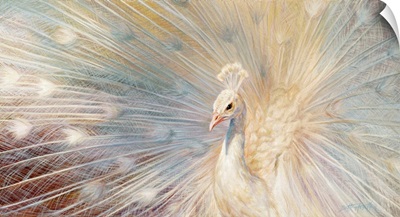 Royal Splendor - White Peacock