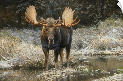 September Moose
