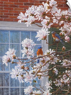Southern Charm - Eastern Bluebirds And Magnolias