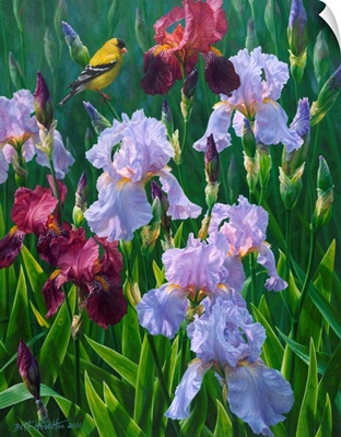 Spring Glory - American Goldfinch And Irises