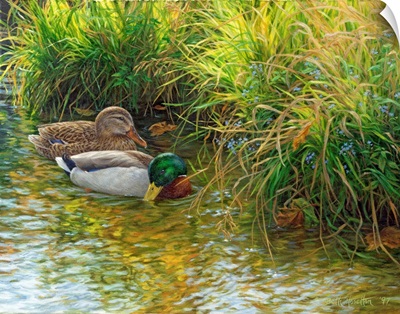 Tranquil Waters - Mallard Ducks