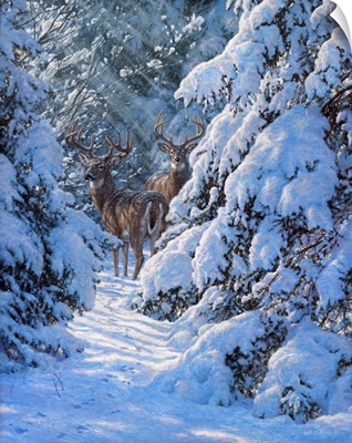 Winter Sentinels - White Tailed Deer