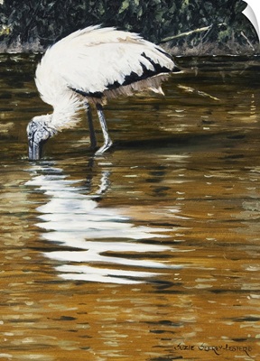 Wood Stork Reflection
