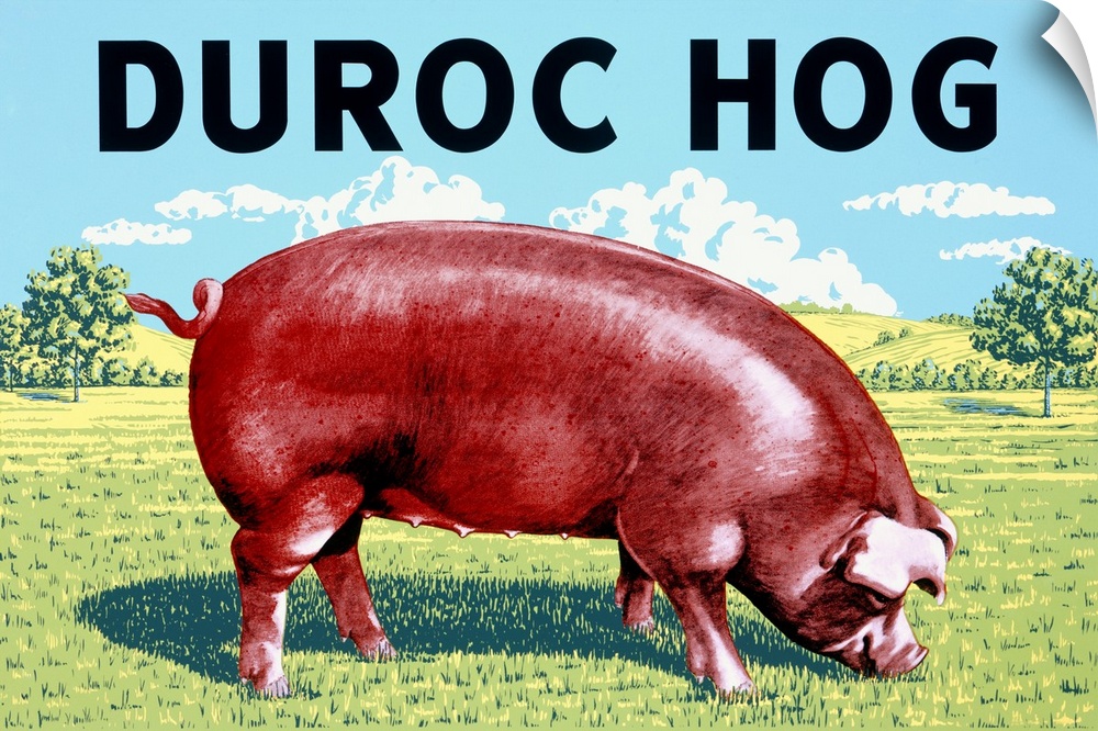 Old poster advertising a popular American pig breed.  It has a big red pig eating grass from a pasture on it.