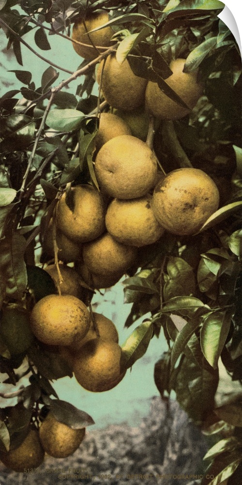 Hand colored photograph of grapefruit.