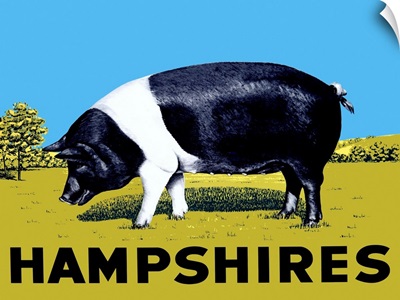 Hampshire County Swine Pig