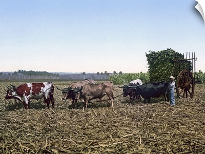 Load of Sugar Cane on a Cuban Plantation