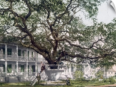 Old Oak at Hotel De Montross Biloxi Mississippi Vintage Photograph