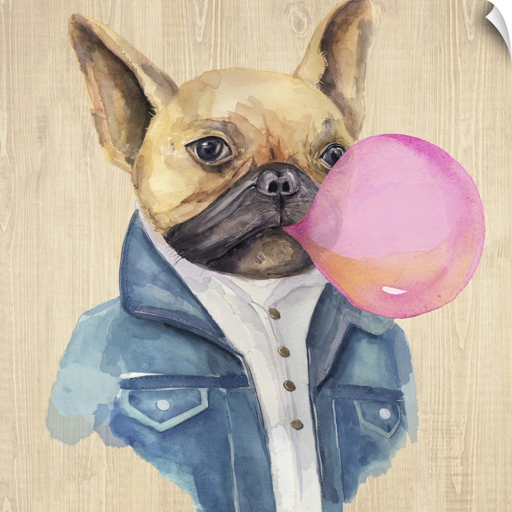 Humorous illustration of a French bulldog in a jean jacket blowing bubblegum.