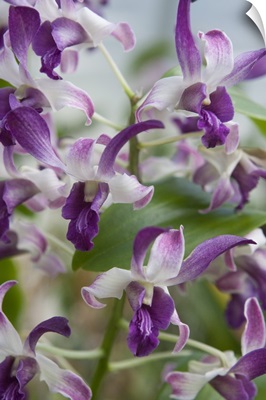 Array of Orchids