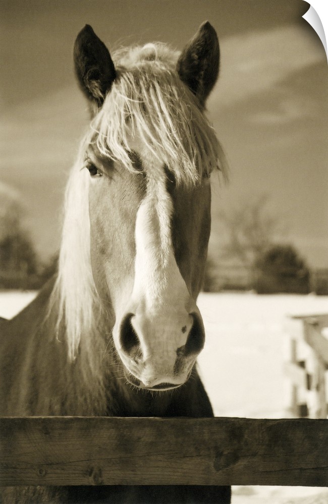 Sepia toned photograph of a horse behind a fence.