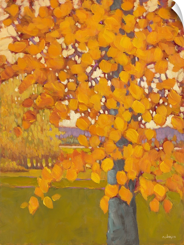 A tree with bright orange leaves in the fall.