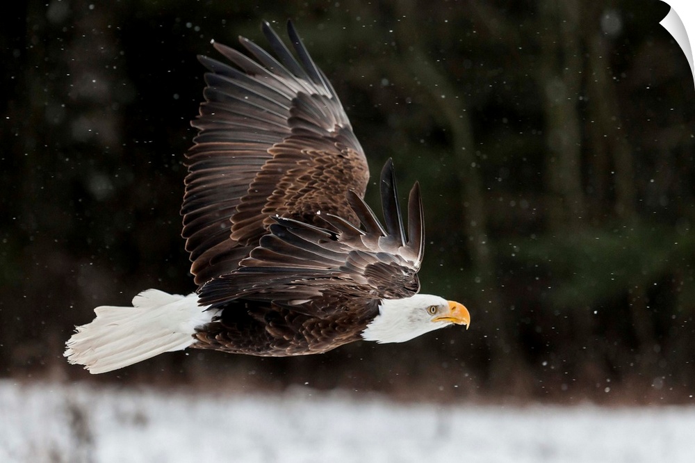 Action photograph of an eagle with its full wing span flying in the snow.