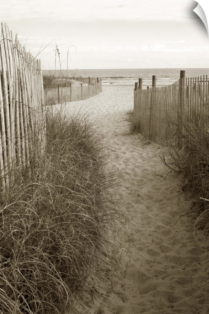 Sepia toned photograph of sand dune fences making a path leading to the beach.