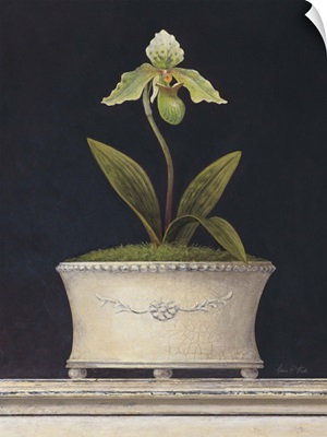 Chartreuse Sugar Orchid