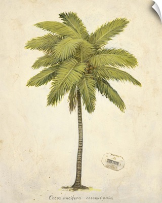 Coconut Palm Illustration