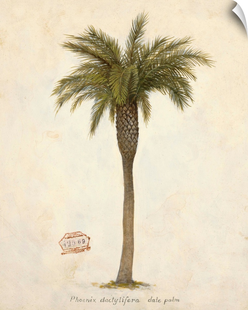 Date Palm Illustration