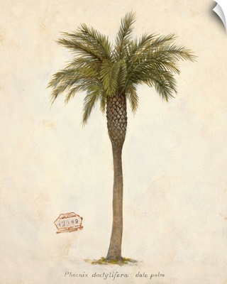 Date Palm Illustration