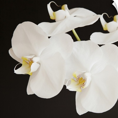 Dramatic Orchid II