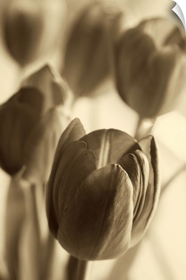 Illuminated Tulips I