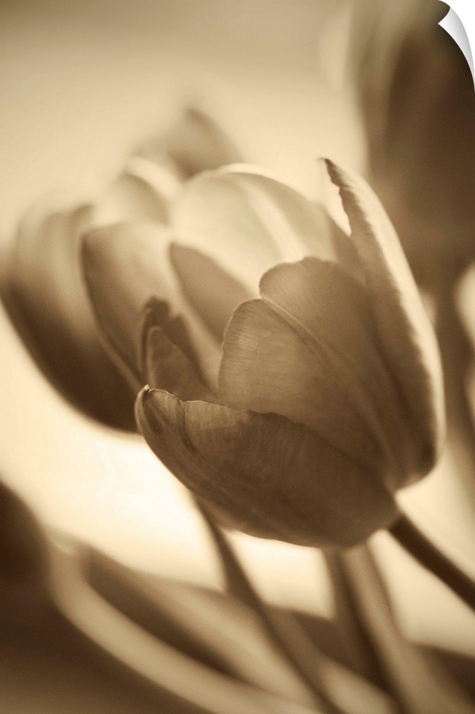 Sepia toned photograph of tulips close-up.