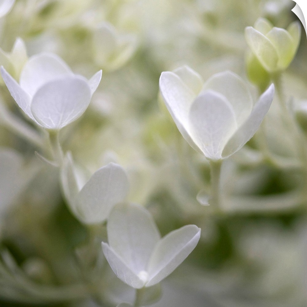 Close-up photograph of a vibrant white hydrangeas.