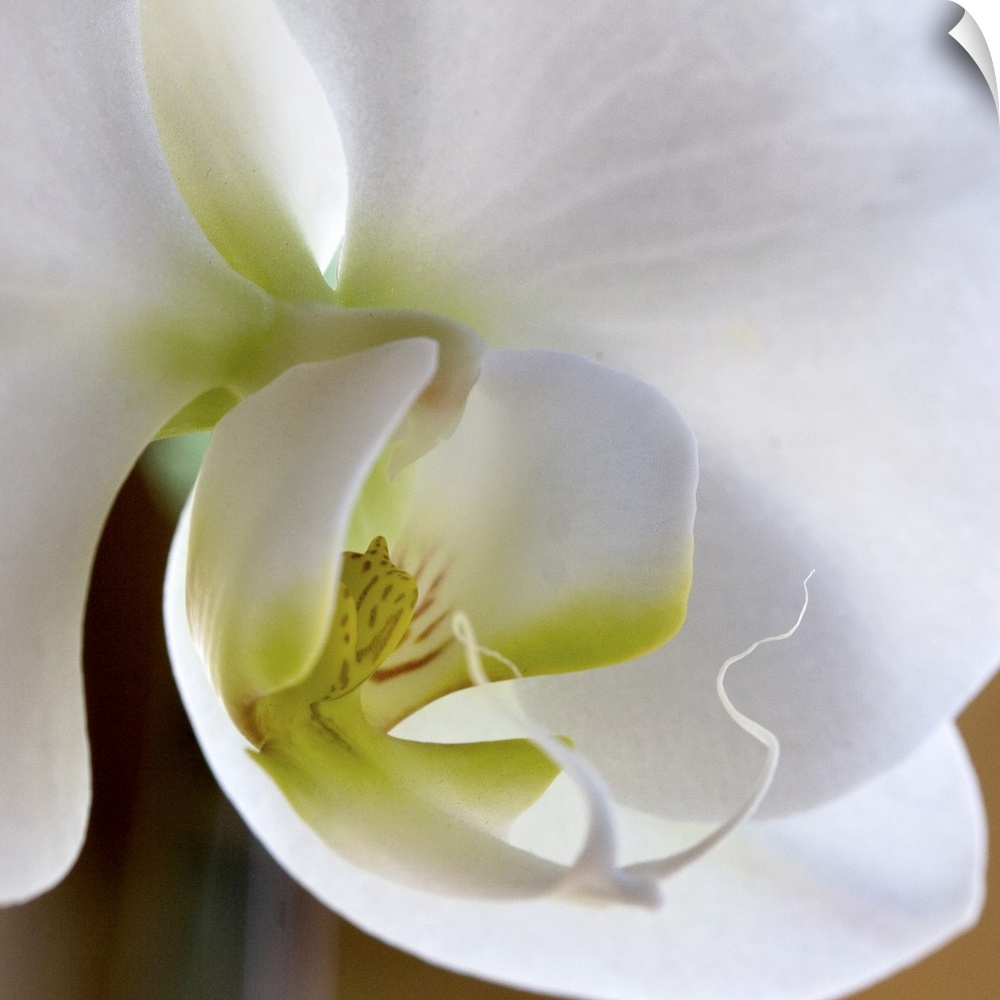 Close-up photograph of a vibrant white orchid.