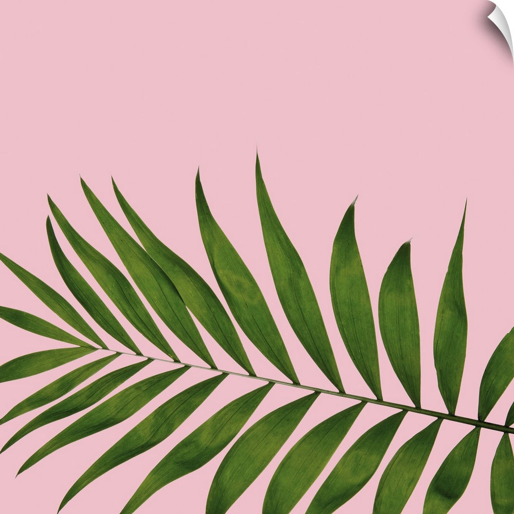Mod art of a deep green palm leaf on light pink.